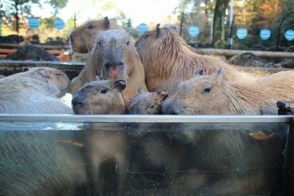 2013年11月のカピバラ温泉（画像提供：こども動物自然公園）