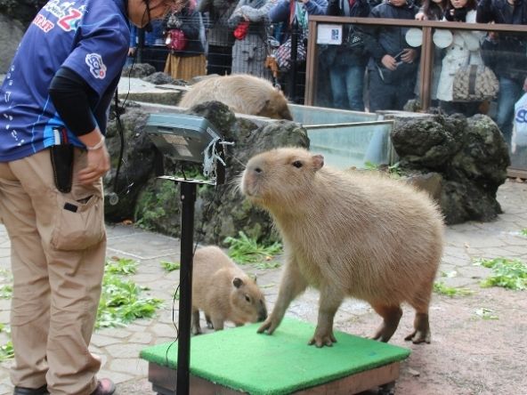 昨年の「カピバラフェスタ」体重測定（画像提供：こども動物自然公園）