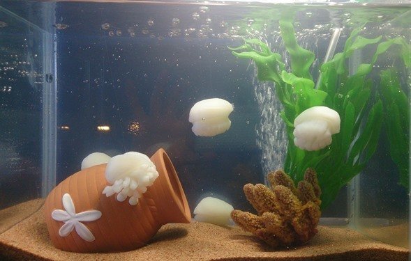 加茂水族館展示中の「くらげこんにゃく」の水槽（画像提供：まるい食品）