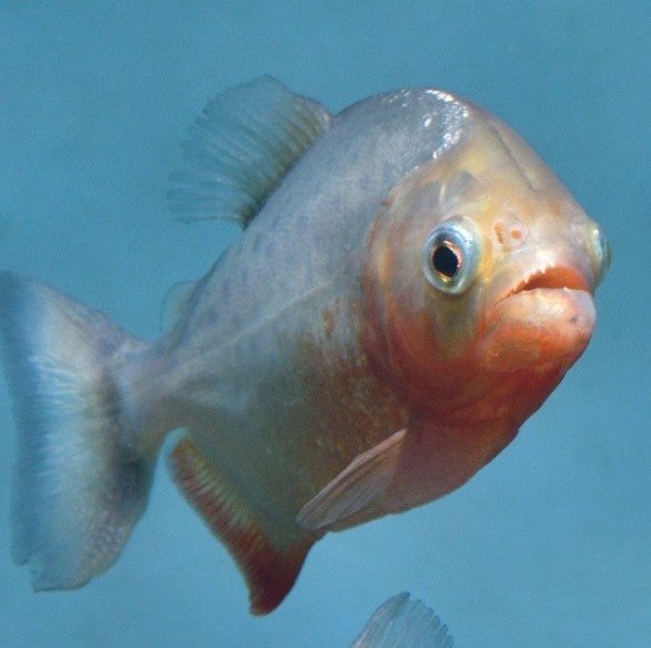 アマゾンの「人喰い魚」と呼ばれているピラニアナッテリー（画像提供：名古屋港水族館）