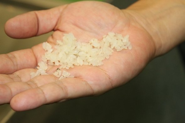 薬指の付け根に見える黒い米は、麹菌が発生したものだ