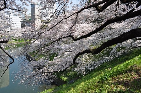 田安門の桜（江戸村のとくぞうさん撮影、Wikimedia Commonsより）