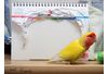 半年間をひとっとび！ 一瞬で時空を越えたインコ