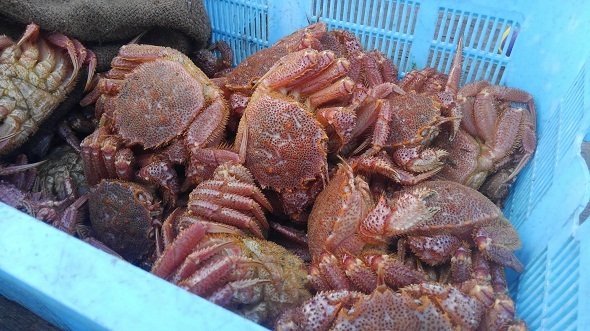 佐々木希さんが食べた 広尾の毛蟹 渋谷区じゃなくて 北海道の 広尾町 産です Ameba News アメーバニュース