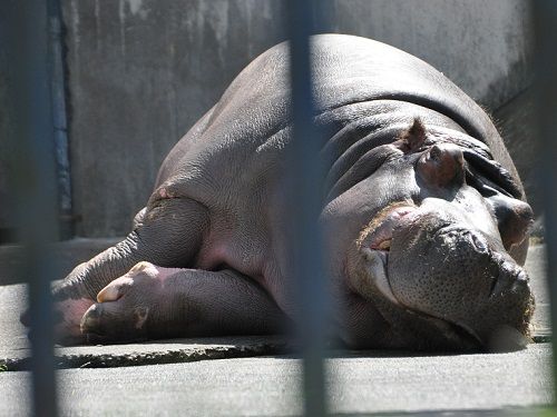 旭山動物園の長寿カバ ザブコ 49歳で死ぬ ニュース Jタウンネット 東京都