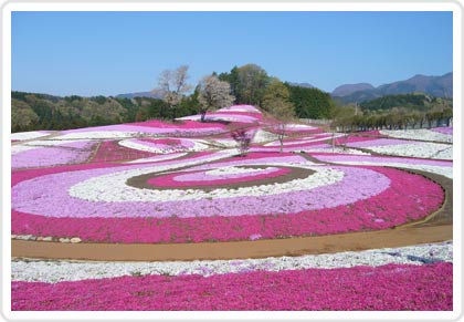日本中がいつの間にか 芝桜 だらけになっていた件 全文表示 コラム Jタウンネット 東京都