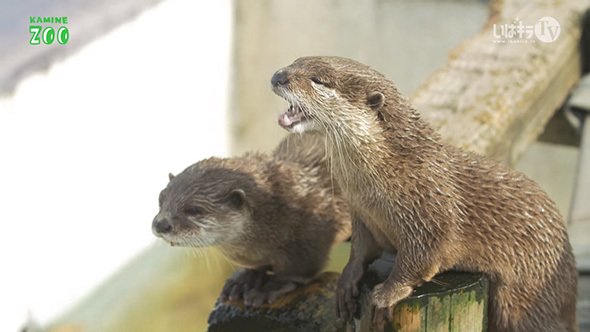 コツメカワウソかわいいなあ 食事シーンもキュートなんだろうなあ 実際の動画を見てみましょう コラム Jタウンネット 東京都