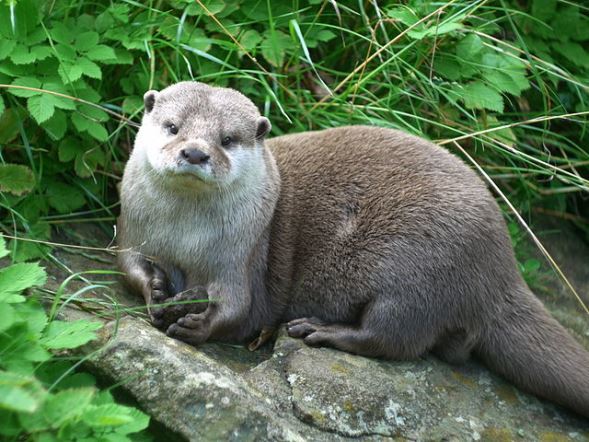 すっごい回ってる 福岡の動物園のコツメカワウソ 超高速回転 技で大人気 全文表示 コラム Jタウンネット 東京都