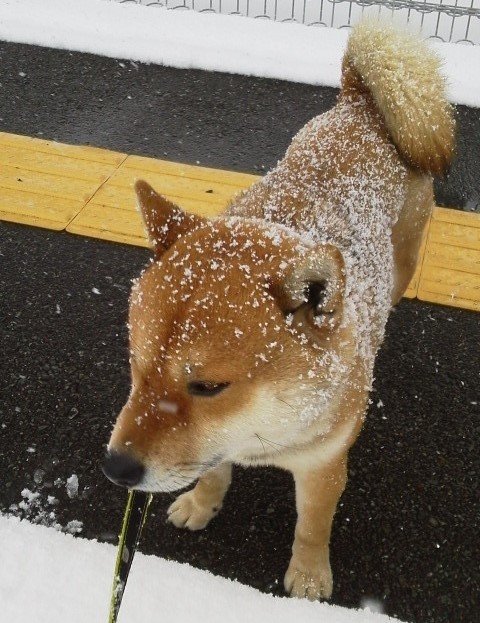 あのお菓子みたい 粉雪をまとった柴犬がおいしそう ニュース Jタウンネット 東京都