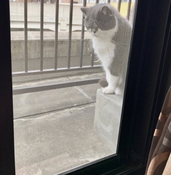 あざとかしこい&hellip;猫の、窓を開けてもらうための仕草がまさに知能犯 ニュース Jタウンネット 東京都