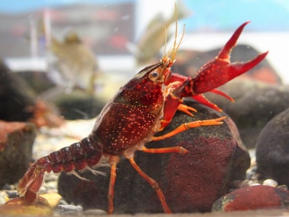 井の頭公園でザリガニ大量繁殖 水抜きでも退治難しく 絶滅危惧の水草食い荒らす 全文表示 ニュース Jタウンネット 東京都