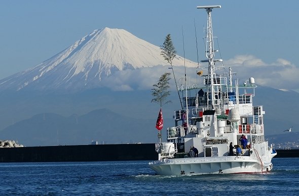 生きたオオグソクムシを産地直送 静岡県焼津市のふるさと納税がヤバすぎる 全文表示 ニュース Jタウンネット 東京都