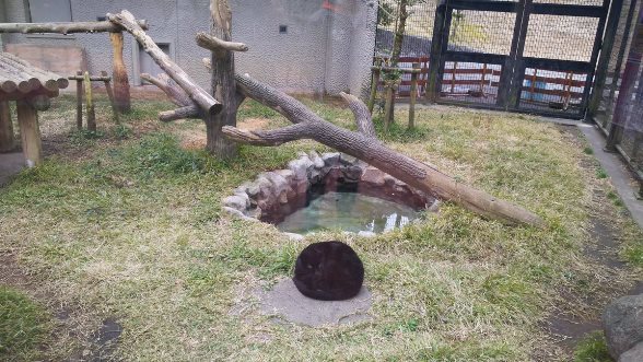 クロヒョウは やっぱりネコ 鹿児島市平川動物公園の 丸くて黒い物体 に大反響 全文表示 コラム Jタウンネット 東京都