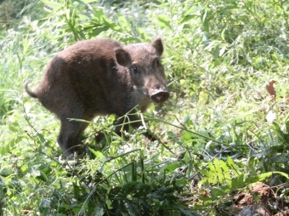 県内初 スマホやカメラを使った最新技術でイノシシ対策 ニュース Jタウンネット 千葉県