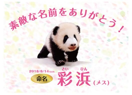パンダの赤ちゃん 彩浜 名前に込められた思い 全文表示 ニュース Jタウンネット 東京都