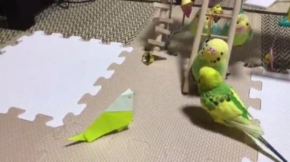 インコの目前に 折り紙の鳥 を置いてみたら ニュース Jタウンネット 東京都