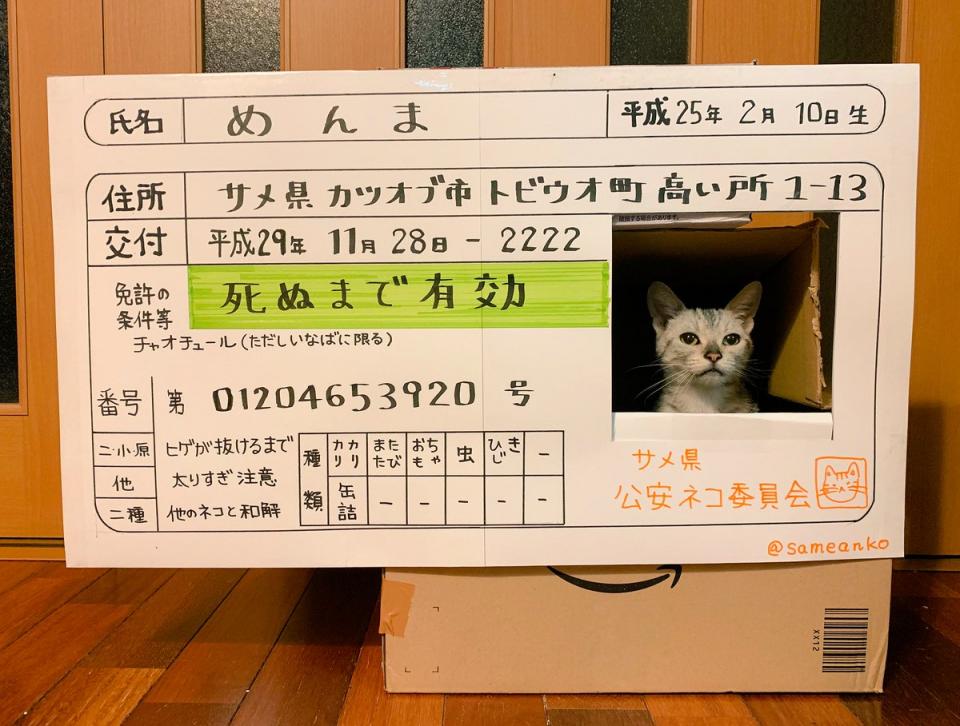 うちのニャンコが リアルなめ猫 に ダンボールが巨大な 免許証 に ニュース Jタウンネット 東京都