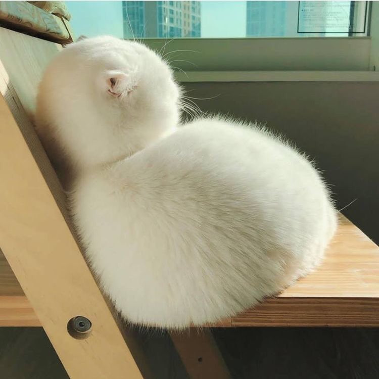まんまるもふもふ 白猫さんの変身姿が お餅 にしか見えない ニュース Jタウンネット 東京都