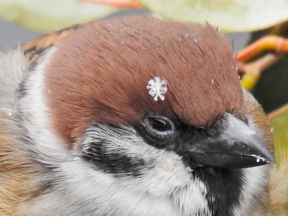 雪の髪飾り がとってもキュート おしゃれに変身したスズメさんに