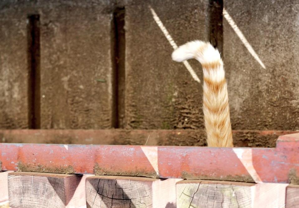 チンアナゴ みたいなネコのしっぽ くねくねしましまふさふさでかわいい ニュース Jタウンネット 東京都