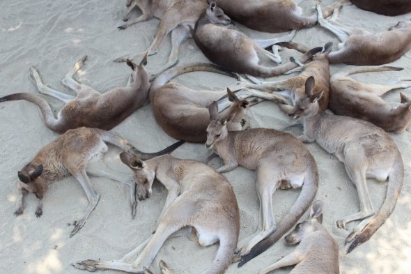 刺激を求めて北九州市の カンガルー王国 に行ったら いろんな誤解が一気に解けた話 全文表示 コラム Jタウンネット 山形県