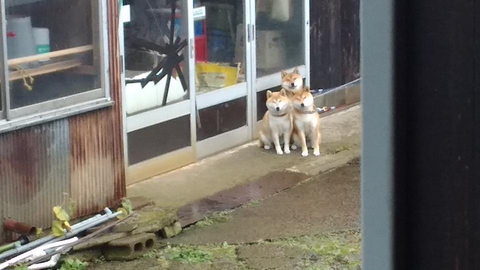 これは恐ろしい ご主人を待つ 柴犬ケルベロス のかわいさがモンスター級 ニュース Jタウンネット 東京都