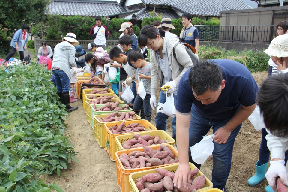 掘った芋は袋に入るだけ持ち帰れる
