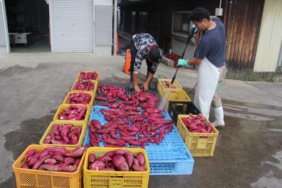 イモをひっくり返しながら、洗っていく