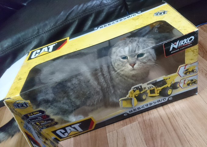 Catにcatが入ってる ラジコンの箱に侵入したネコさん シュールな絵面を作り出してしまう 全文表示 コラム Jタウンネット 東京都