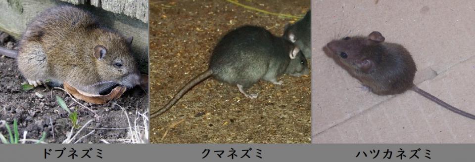 家にネズミが出たら どうすれば 専門家に聞いた 5つの対処法 全文表示 コラム Jタウンネット 東京都