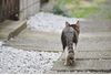 「猫の糞尿被害にウンザリ。市に相談したら、薬品リストを手渡されて...」（鹿児島・60代男性）