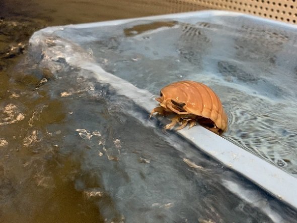 オオグソクムシの「半身浴」がシュールでかわいい　どういう状況なの？水族館に聞いた - ニュース - Jタウンネット