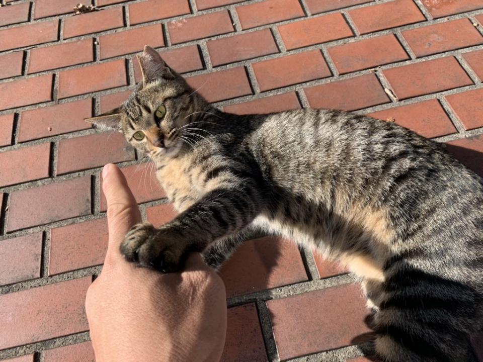 初詣に来たのかニャ 年明けの祠に降臨された 猫神様 がとっても凛々しい ニュース Jタウンネット 東京都