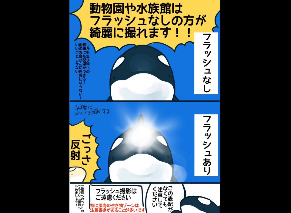 水族館では フラッシュなし が綺麗 スマホ撮影のコツを描いた