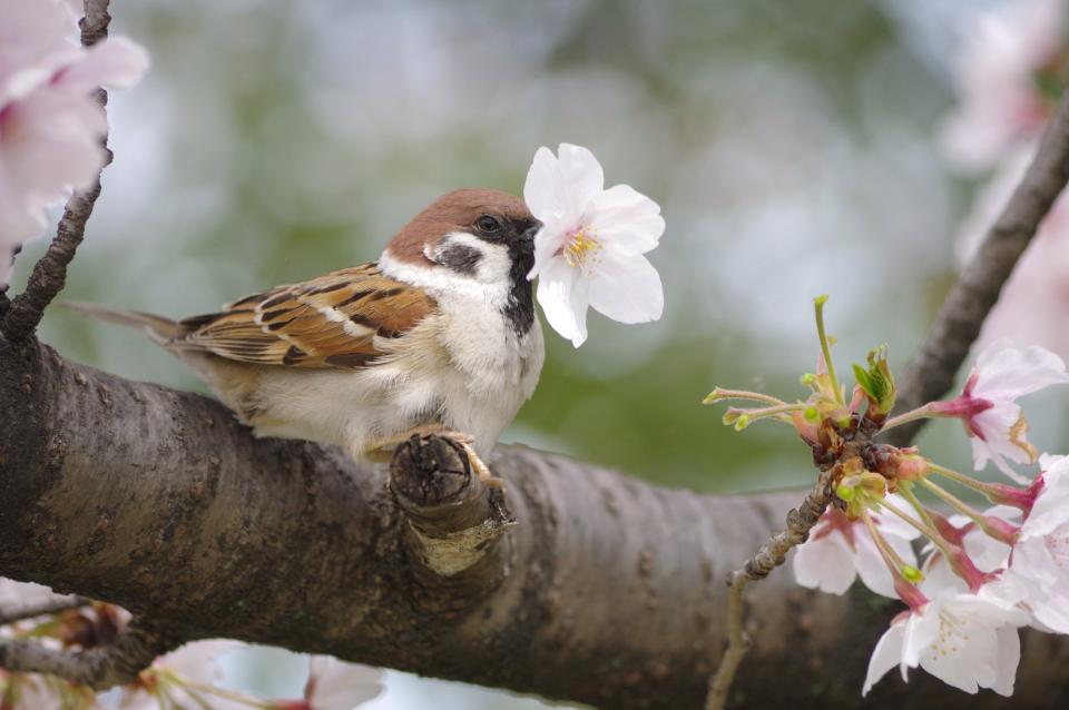 スズメには桜の花をちぎって落とす習性があった その可愛すぎる 犯行の瞬間 がこちら 全文表示 コラム Jタウンネット 東京都