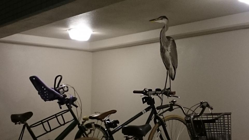 自転車のハンドルに鳥がとまってた 想定外の姿に これは驚く 失神レベル 全文表示 コラム Jタウンネット 東京都