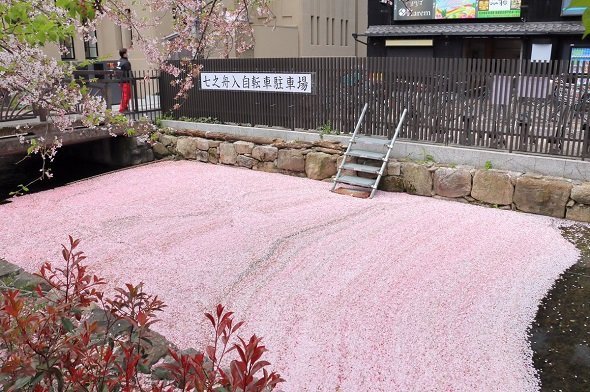 幻想的な光景に 心が洗われる 京都 高瀬川 桜の絨毯 が息をのむ美しさ 全文表示 コラム Jタウンネット 東京都