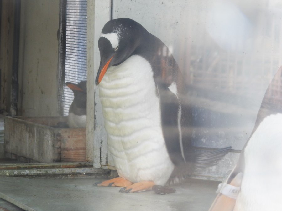 腹筋バキバキにしか見えない 北海道で発見された マッチョペンギン が話題に 全文表示 コラム Jタウンネット 東京都