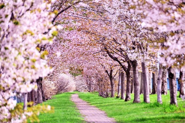 金沢 名古屋を 桜の道 で結びたい ある男が抱いた壮大な夢の物語 全文表示 ニュース Jタウンネット 東京都