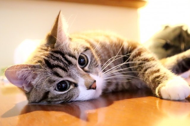 新型コロナで オンライン猫カフェ 人気 視聴者からのリクエスト対応も 全文表示 ニュース Jタウンネット 東京都