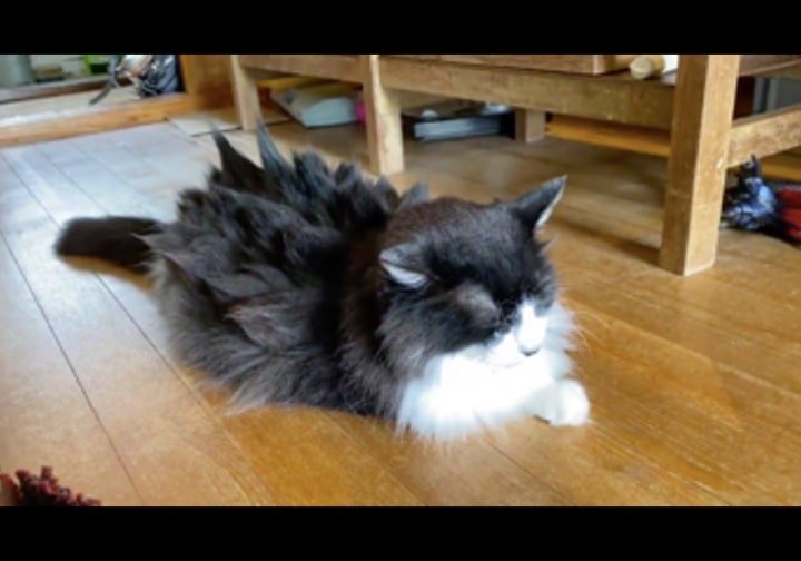 抜け毛のケアをしていたら シド ヴィシャスみたいになった猫の姿がこちら 全文表示 ニュース Jタウンネット 東京都