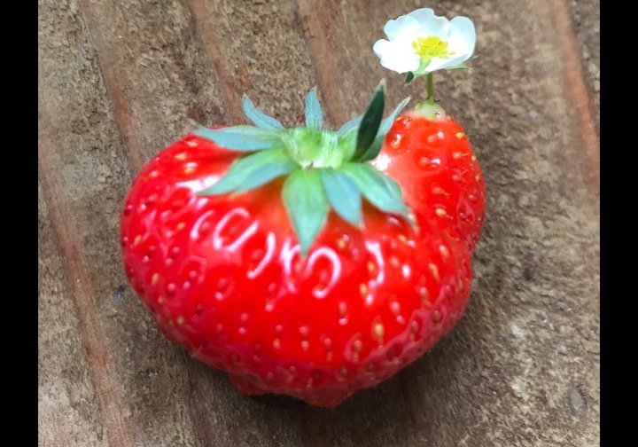 かわいすぎて食べられない 農家が見つけた 奇跡のイチゴ がこちら ニュース Jタウンネット 東京都