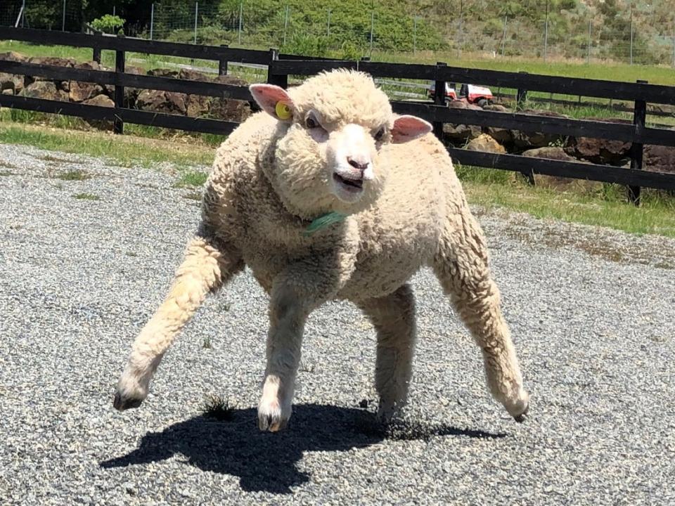 もう二足歩行にしか見えない 兵庫の動物園で発見された マッチョ羊 に騒然 公式がまさかのイラスト化 全文表示 コラム Jタウンネット 東京都