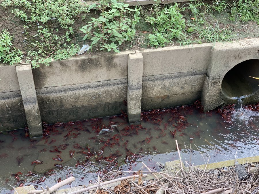 水の中に赤い影がウジャウジャ 埼玉で大量発生したザリガニに注目集まる 美味しそう 食べ放題じゃん 全文表示 コラム Jタウンネット 東京都