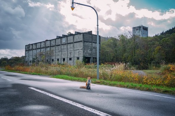 寂れた炭鉱設備 道路に佇む1匹のキタキツネ 北海道の廃れた世界 を映した写真に反響 全文表示 コラム Jタウンネット 東京都