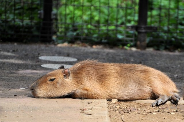 カピバラが 世界最大のネズミ だって 知ってた 全文表示 ニュース Jタウンネット 東京都