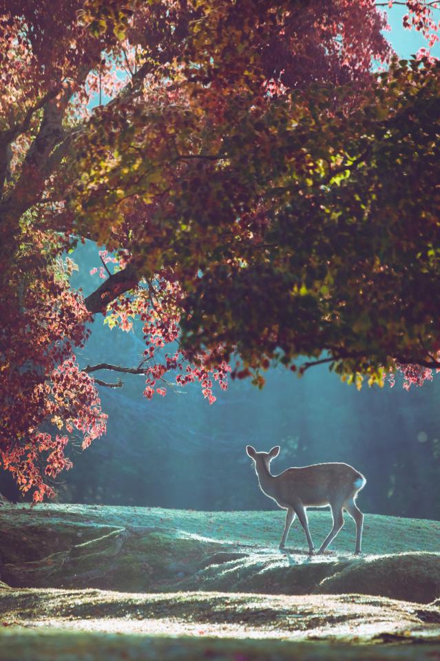 ここ 本当に奈良公園 紅葉の中佇む鹿たちが完全にファンタジーの光景だった 全文表示 コラム Jタウンネット 東京都