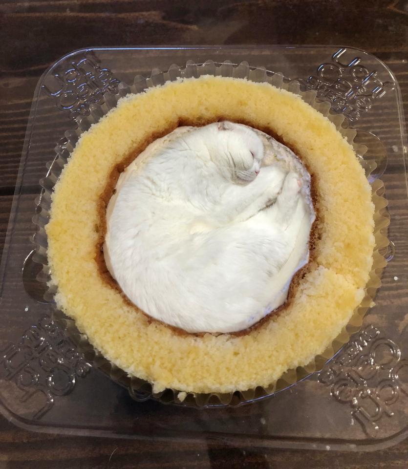 違和感が仕事してない 生クリームを白猫に置き換えてみたら 完璧なロールケーキ が完成した コラム Jタウンネット 東京都