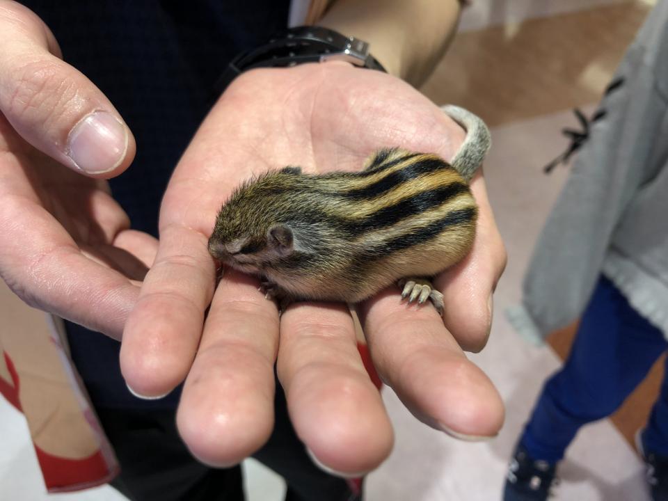 なぜここに モールの通路でリスの赤ちゃん発見 野生の子かペットか 取材してわかったのは Jタウンネット スーパーやコンビニエンスストアに 猫や犬 ｄメニューニュース Nttドコモ