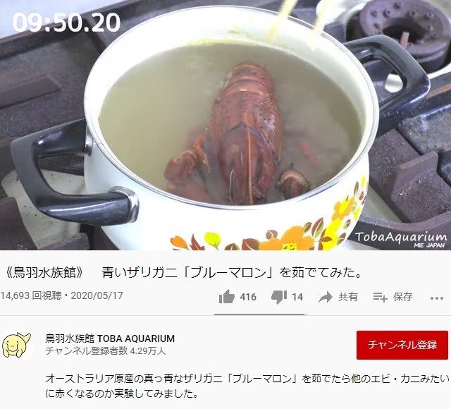 真っ青なザリガニも 茹でると赤くなるらしい 一体なぜ 鳥羽水族館に聞いた 記事詳細 Infoseekニュース